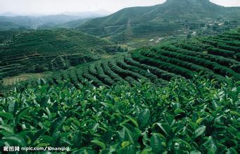 諾貝思電熱蒸汽發(fā)生器推動(dòng)茶葉文化成倍提高制茶效率